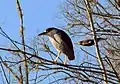 Black-crowned night heron and pileated woodpecker