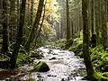 Mountain streams, rocky ground, and deciduous trees in a mix with conifer