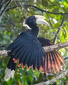 Male at London Zoo, England