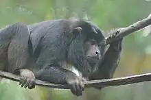 Black monkey