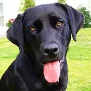 Black Labrador Retriever