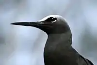 Image 38Black noddy (from Funafuti Conservation Area)