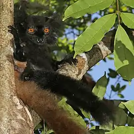 Male black lemur at Lokobe Strict Reserve, Nosy Be