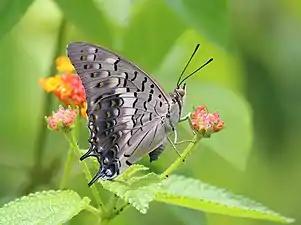 Ventral view