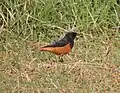 Black redstart, Phase 7, Mohali, Punjab, India