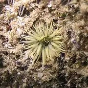 Actinia