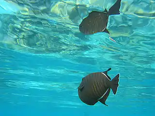 An Indian triggerfish and its total reflection in the water's surface