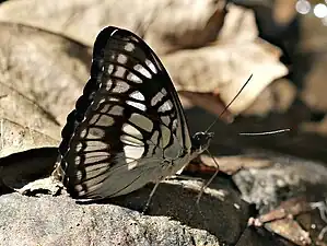 Ventral view