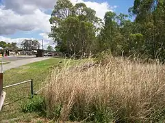 Overgrown area on tracks