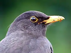 A male blackbird with distinct orbital ring