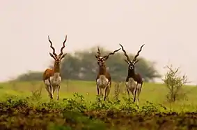 Blackbucks in Ranibennur Blackbuck Sanctuary