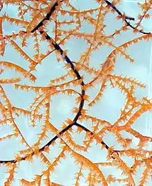 Black coral colony