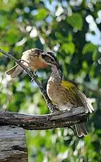 Photograph of female feeding chick