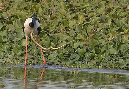 Black-necked stork killing a snake