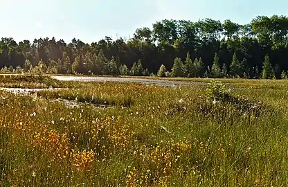 Looking east, across the central portion of the bog