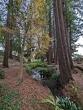 Redwood Canyon and creek