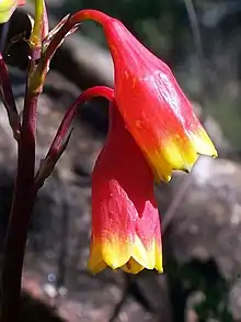 Tepals of Blandfordia nobilis, another lilioid monocot