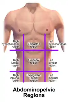 Abdominopelvic Regions