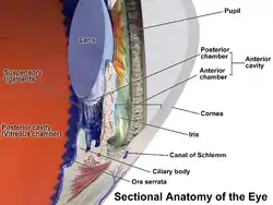 Sectional Anatomy of the Eye in greater detail, showing Anterior and Posterior Chambers in Anterior Cavity, and Posterior Cavity; also Canal of Schlemm, Ciliary body, and Ora serrata