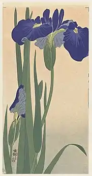 Blue Irises, date unknown