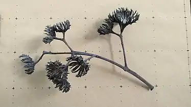 Dried involucres