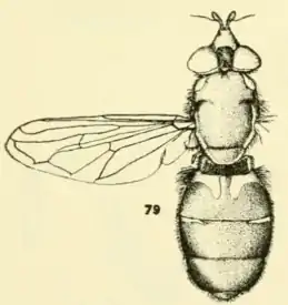 The Painted Wood Fly Blera pictipes