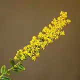 A stalk of flowers.