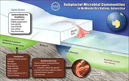 Image 11A schematic cross-section of the subglacial pool beneath Taylor Glacier and its outflow, Blood Falls. Image credit: Zina Deretsky / US National Science Foundation (from Subglacial lake)