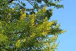 Blossoms of camel thorn tree