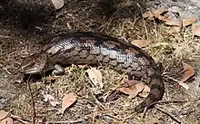 Blue tongue skink