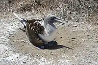 Blue-footed booby with new young on Isla de la Plata.