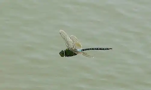 In flight