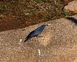 Male in December, near Gumma Nayakana Palya, Karnataka