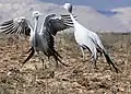 Blue crane