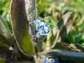 Tiny blue flower found on Tennyson Down