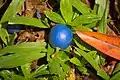 Closeup of fruit and leaves, in Hoʻomaluhia Botanical Garden -may possibly be E. grandis