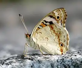 Ventral view (male)