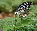 Imago on Indian turnsole (Heliotropium indicum) at Pocharam Lake, Andhra Pradesh, India