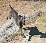 Weimaraner playing