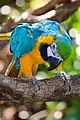 Blue and yellow macaw