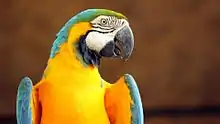 Blue and yellow macaw