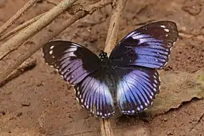 male H. s. salmacis, Ghana