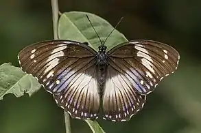 male H. s. salmacis, Ghana