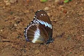 male H. s. salmacis, Ghana