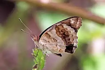 J. o. oenone, Uganda