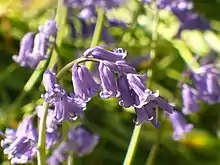 Bluebell flowers