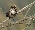 Bluethroat male calling at Jamnagar, India