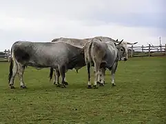 Istrian cattle