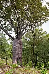 Boab at Katherine River, NT