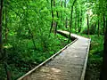 A boardwalk through Conestee Nature Preserve